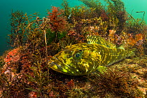 Lingcod (Ophiodon elongatus) rests on algae-covered rocks in Nanoose Bay, Vancounver Island, British Columbia, Canada.
