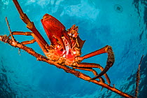 Northern kelp crab (Pugettia producta) clinging to a fallen tree branch off Vancouver Island, British Columbia, Canada.