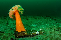 Giant plumose sea anemone (Metridium farcimen) attached to discarded cola bottle off Vanvouer Island, British Columbia, Canada.