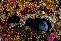Wolf eel (Anarrhichthys ocellatus) female peers out from her den in Colorful rock wall off Vancouver Island, British Columbia, Canada.