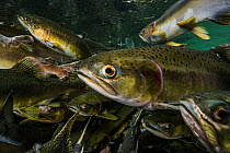 Pink salmon (Oncorhynchus gorbuscha) (female at center) migrate up river, Vancouver Island, Canada.