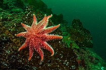 Rose sunstar (Crossaster papposus) on a kelp frond off Vancouver Island, British Columbia, Canada.