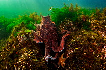 Giant pacific octopus (Enteroctopus dofleini) hunts for food in Nanoose Bay, Vancouver Island, Canada.