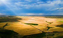 Aerial view of combine harvesters harvesting wheat, Saskatchewan, Canada. August