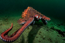 Giant Pacific octopus (Enteroctopus dofleini) out hunting off Vancouver Island, British Columbia, Canada.