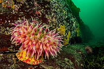 Painted anemone (Urticina crassicornis) on rock wall off Vancouver Island, British Columbia, Canada.