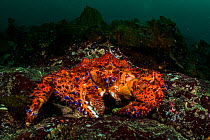 Portrait of a Puget sound king crab (Lopholithodes mandtii) off Vancouver Island, British Columbia, Canada