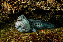 Male Wolf-eel (Anarrhichthys ocellatus) near his den in Nanoose Bay, Vancouver Island, British Columbia, Canada.