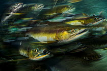 Pink salmon (Oncorhynchus gorbuscha) migrate up river, Vancouver Island, Canada.