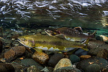 Pink salmon (Oncorhynchus gorbuscha) female (at front) and male spawn on a redd in a river, Vancouver Island, Canada.
