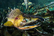 Pink salmon (Oncorhynchus gorbuscha), male, in a severely degraded state, migrating up river, Vancouver Island, Canada.