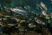 Pink (Oncorhynchus gorbuscha) and Coho (Oncorhynchus kisutch) salmon migrate up river, Vancouver Island, Canada.