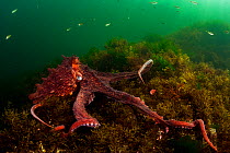 Giant pacific octopus (Enteroctopus dofleini) hunts for food in Nanoose Bay, Vancouver Island, Canada.