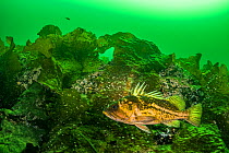 Copper rockfish (Sebastes caurinus) swimming among kelp in nanoose Bay, Vancouver Island, British Columbia, Canada.