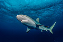 Caribbean reef shark (Carcharhinus perezii) with a wire leader hanging from her mouth off New Providence, Bahamas. Sharks are often observed with hooks, scars or other evidence of encounters with fish...