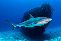 Caribbean reef shark (Carcharhinus perezi) swims by the sugar wreck off Nassau, Bahamas.