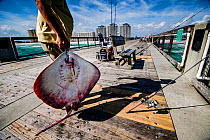 Stingray, caught while fishing for other species, is killed to be used as bait for shark fishing off a purpose-built fishing dock in Pensacola, Florida, USA.