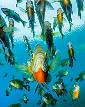 School of Bluegill (Lepomis macrochirus) fish in a spring, Florida, USA.