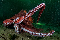 Giant Pacific octopus (Enteroctopus dofleini) out hunting off Vancouver Island, British Columbia, Canada.