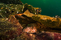 Lingcod (Ophiodon elongatus) rests under the cover of kelp in Nanoose Bay, Vancounver Island, British Columbia, Canada.