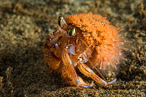 Widehand hermit crab (Elassochirus tenuimanus) with shell covered with anemones. Vancouver Island, British Columbia, Canada.