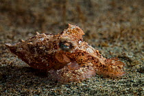 Red octopus (Octopus rubescens) crawling over seabed. Vancouver Island, British Columbia, Canada