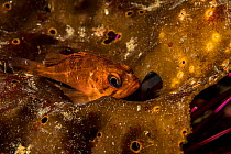 Quillback rockfish (Sebastes maliger) juvenile resting on kelp frond off Vancouver Island, British Columbia, Canada.