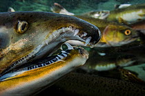 Close-up view of the teeth and jaw of Male pink salmon (Oncorhynchus gorbuscha) while he migrates up river, Vancouver Island, Canada.