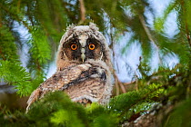 Long-eared owl chick (Asio otus) perched in tree. Alsace. France.