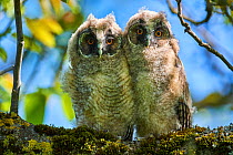 Two Long-eared owl chick (Asio otus) perched in tree. Alsace. France.