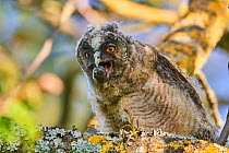 Long-eared owl chick regurgitating pellet (Asio otus) perched in tree. Alsace. France.