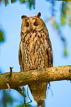 Long-eared owl (Asio otus) perched in tree. Alsace. France.
