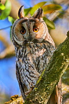 Long-eared owl (Asio otus) perched in tree. Alsace. France.