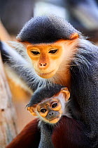 Douc langur monkey (Pygathrix nemaeus) female with baby, captive. Critically endangered.Beauval Zoo, France.