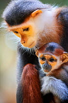 Douc langur monkey (Pygathrix nemaeus) female with baby, captive. Critically endangered.Beauval Zoo, France.