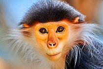 Douc langur monkey (Pygathrix nemaeus) female portrait, captive. Critically endangered.Beauval Zoo, France.