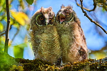 Long-eared owl (Asio otus) chicks, perched in tree. Alsace. France.