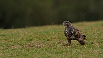 Common Buzzard (Buteo buteo) running over grass to catch and eat a worm, Somerset, UK, February.