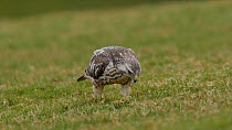 Common Buzzard (Buteo buteo) walking over grass to catch and eating worm, Somerset, UK, February.
