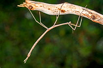 A Margin-winged stick insect (Ctenomorpha marginipennis) clinging to the bark of a tree, its body resembles a eucalyptus twig from the same trees it feeds on, Point Beauty, Tasmania, Australia. March.