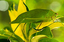 Spiny-legged katydid (Paracaedicia serrata) camouflaged in the leaves of a tropical plant, Cairns Botanical Garden, Queensland, Australia. April.