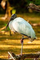 Wood stork (Mycteria americana) standing on one leg, Audubon Corkscrew Swamp Sanctuary, Southwest Florida, USA. February.