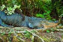 American Alligator (Alligator mississippiensis) basking, Corkscrew Swamp Sanctuary, Southwest Florida, USA. February.