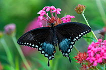 Eastern black swallowtail butterfly (Papilio polyxenes) female, Naples Botanical Gardens, Southwest Florida, USA.
