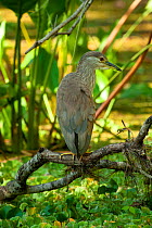 Black-crowned night-heron (Nycticorax nycticorax) juvenile standing on a branch above a cypress swamp, Audubon Corkscrew Swamp Sanctuary, Southwest Florida, USA. February.