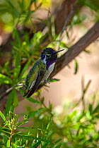 Costa's hummingbird (Calypte costae) male, Sonora Desert Museum, Tucson, Arizona, USA. Captive.