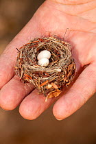 A tiny hummingbird nest, possibly Costa's hummingbird (Calypte costae) held in a hand, inactive nest with non-viable eggs on display, Sonora Desert Museum, Tucson, Arizona, USA. The nest measures 1 x...