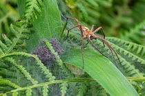 Nursery web spider (Pisaura mirabilis), Brasschaat, Belgium