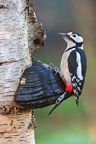 Great spotted woodpecker (Dendrocopus major), on Tinder Fungus; (Fomes fomentarius), Brasschaat, Belgium
