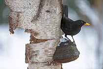 Blackbird; (Turdus merula) male in winter, on Tinder fungus (Fomes fomentarius ) Brasschaat, Belgium